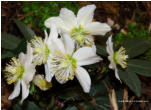 Helleborus niger (Christrose)