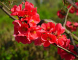 Chaenomelis ist ein sommergrüner Strauch mit meist dornigen Zweigen. Die Blüte beginnt Ende April.