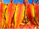 Im Herbst zeigt der Essigbaum eine fantastische Blattfärbung